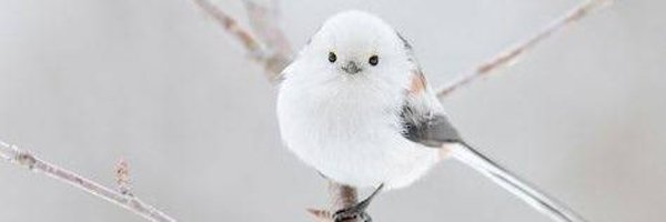 sissassy Profile Banner