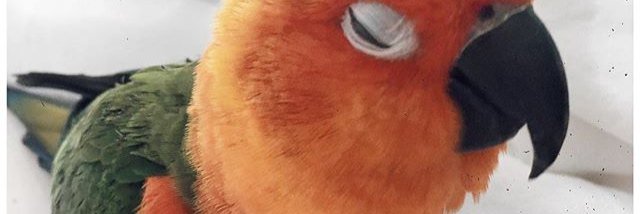 Alex_Lova's profile banner image