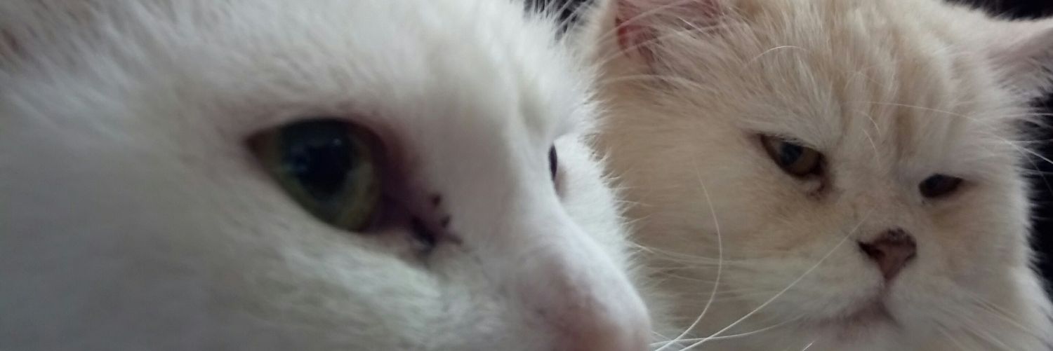 ElenaCueto's profile banner image
