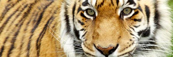 conservationamb Profile Banner