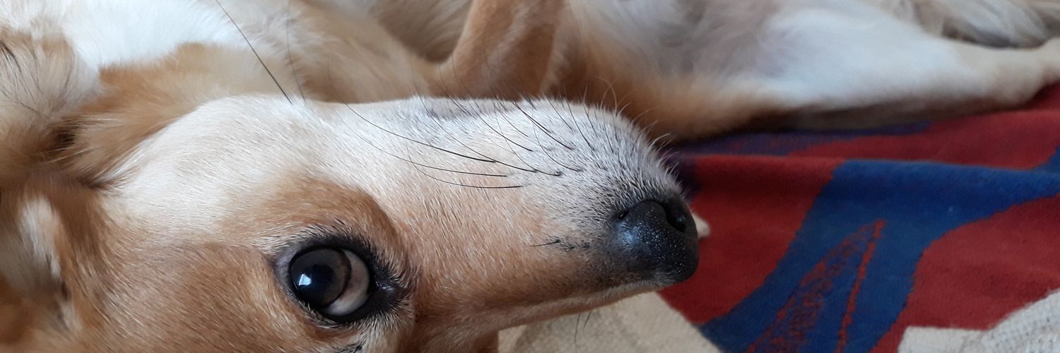 lunadecemento's profile banner image