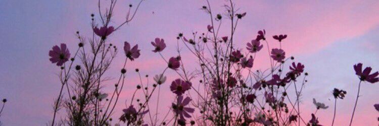 joy_quezada's profile banner image