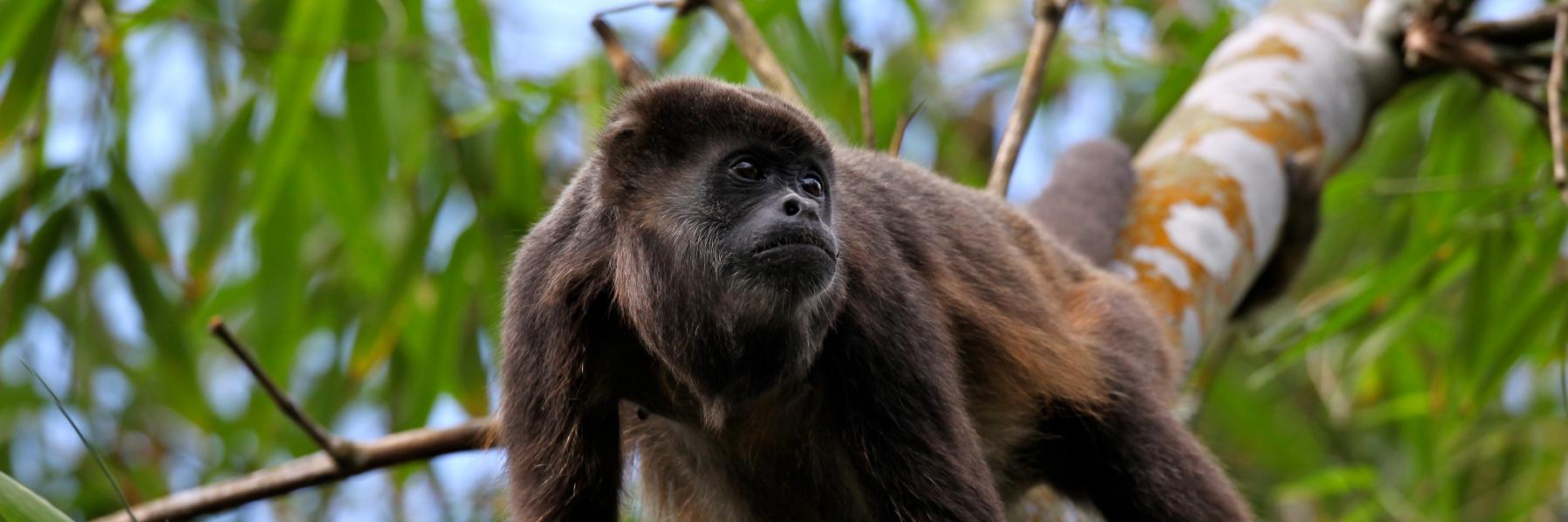 Ceiba Foundation banner