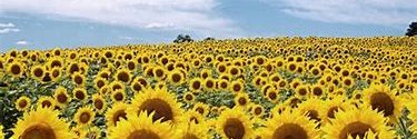 LisaM273's profile banner image
