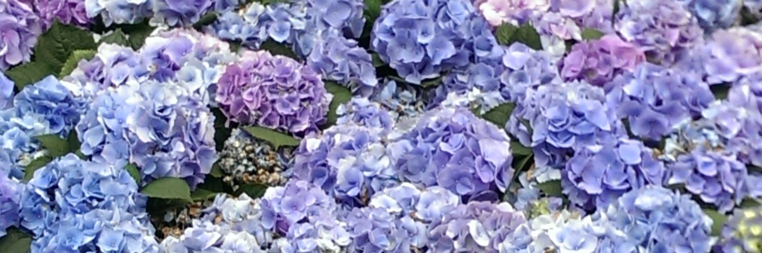 LSJ banner