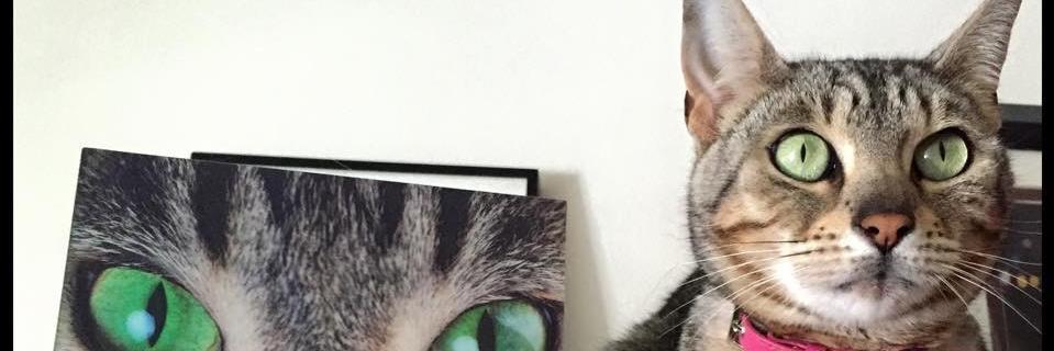 padmepipkin's profile banner image