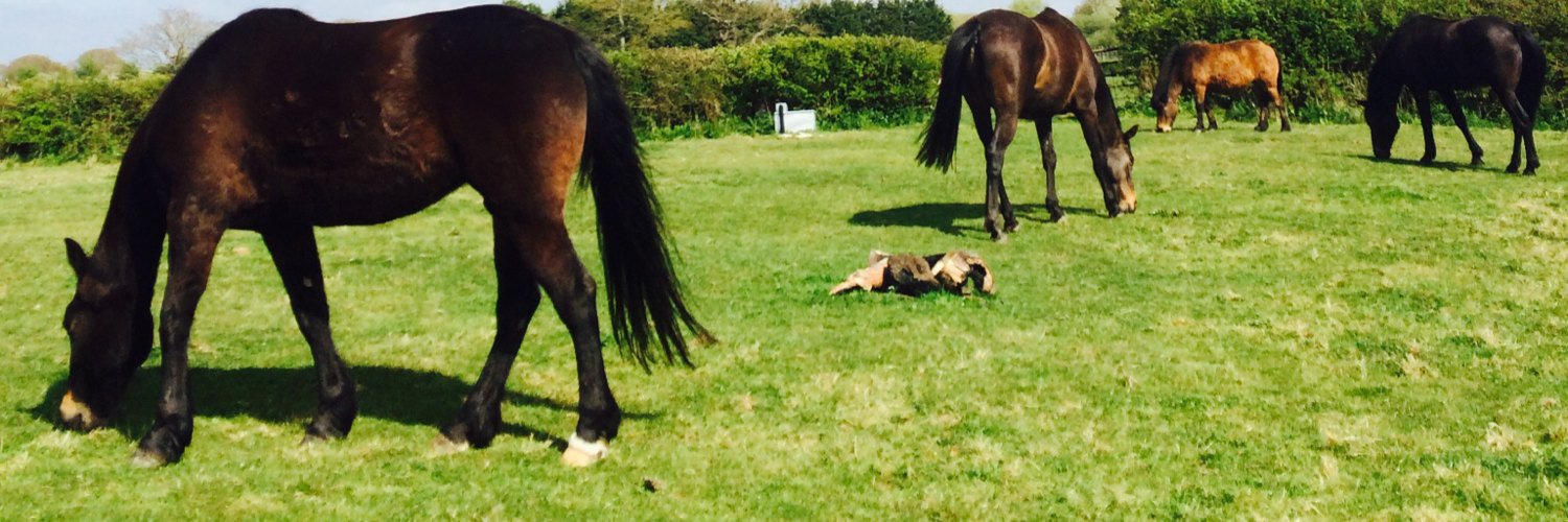 Natural_Horses's profile banner image