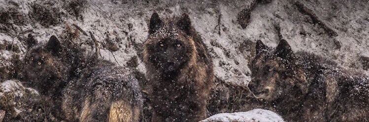 Brandon Hummer banner