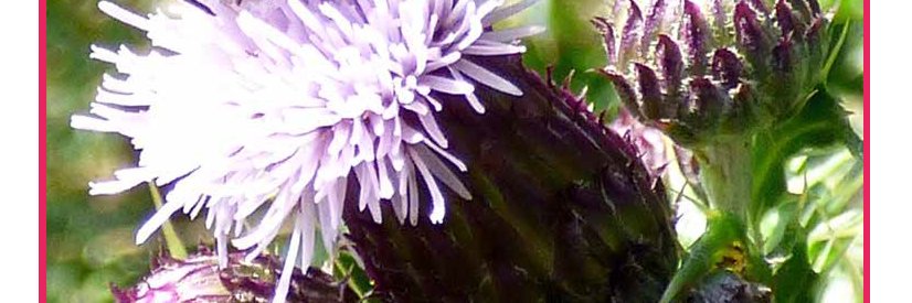 Ben Ledi View - Callander Community Newspaper banner