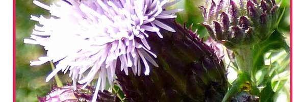 TheBenLediView Profile Banner