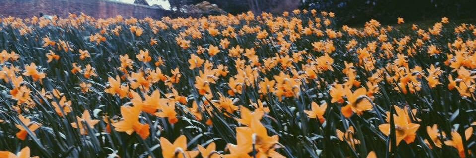 daffodyyl's profile banner image