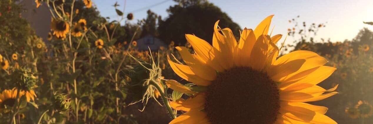 oliviavandeloo's profile banner image