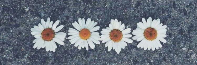 _fedelielisa's profile banner image