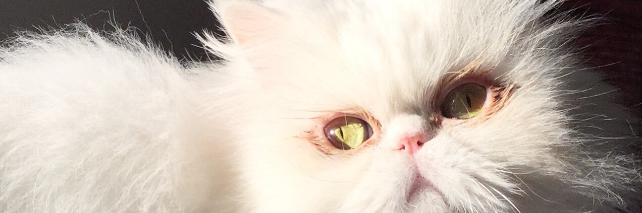 suhakoc1's profile banner image