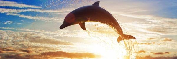 AnimalDelta777's profile banner image