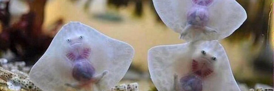 Jacqueline de Vree banner