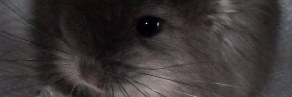 WpgFox Profile Banner