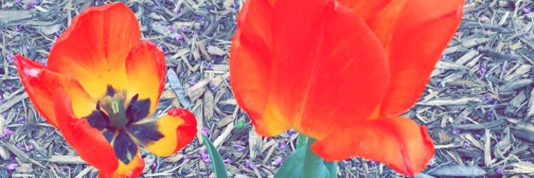 MeyerAlyssa's profile banner image