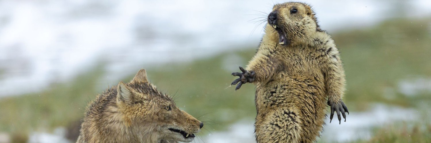 Asafe Oliveira banner