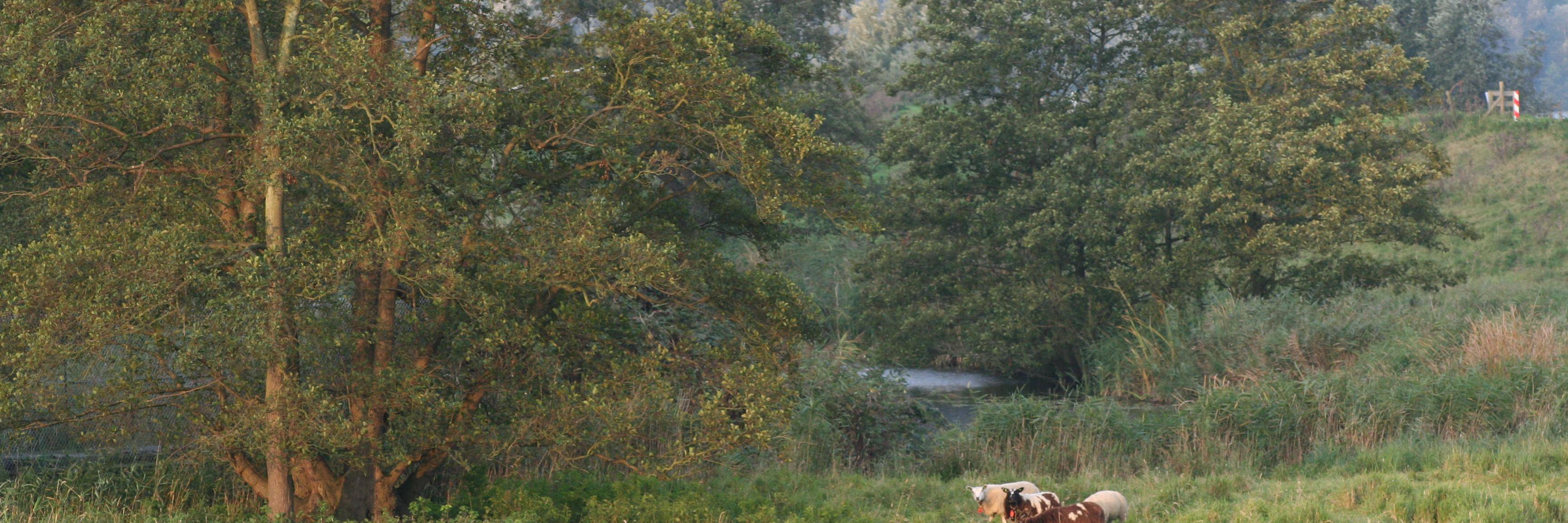 MooiMuiden's profile banner image
