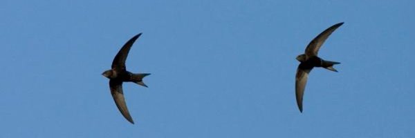 Swiftsswallows Profile Banner
