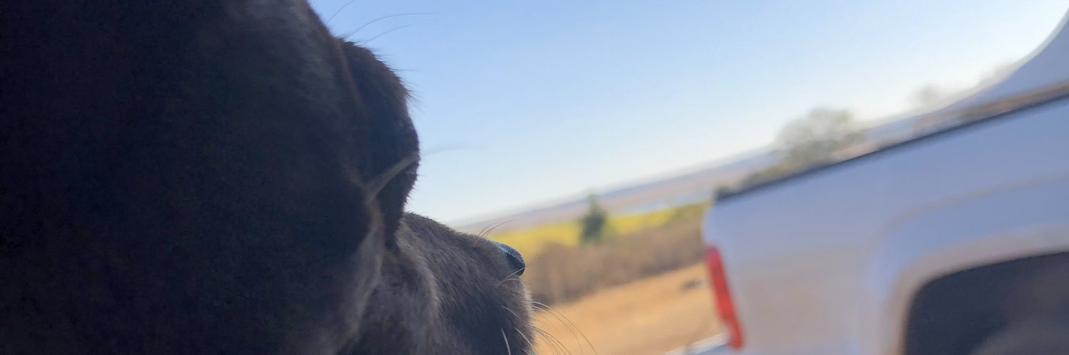 BrendaOttoni's profile banner image