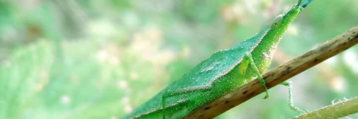 সামিয়া সাবরিনা ফাহা banner