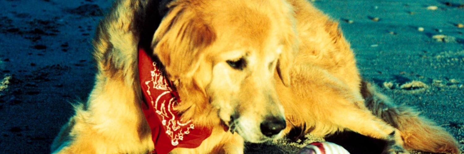 SocIsland92's profile banner image