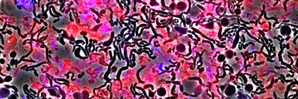 Collet Lab banner