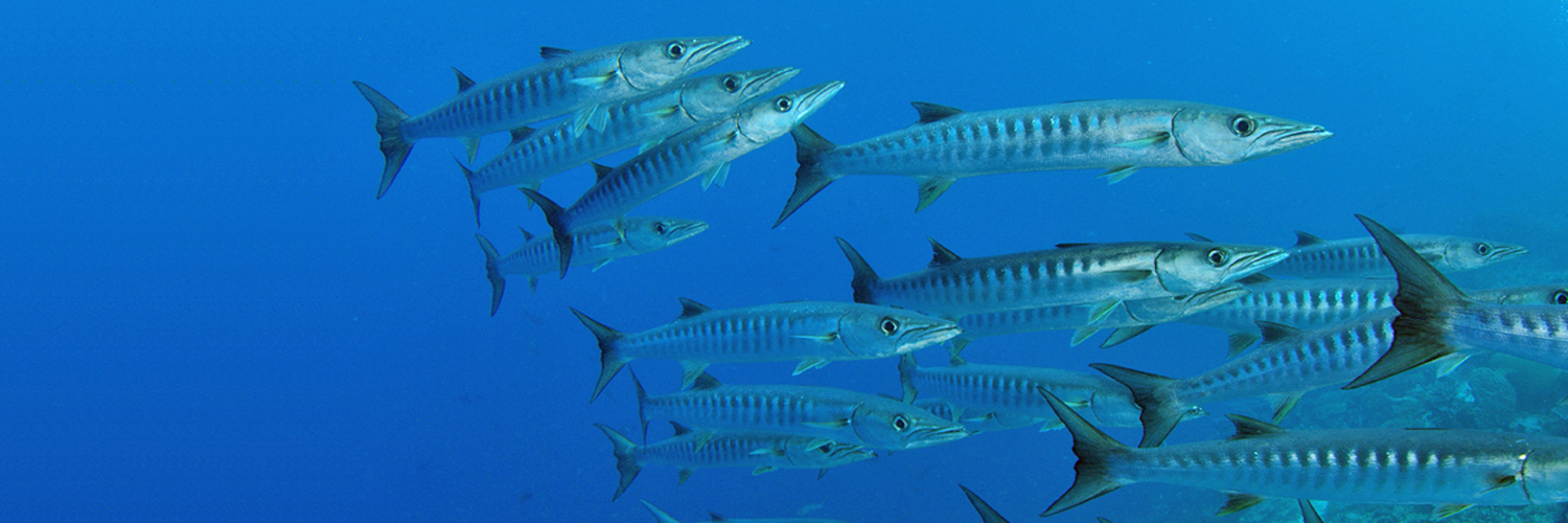 global_oceans's profile banner image