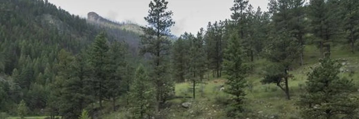 Scribbles banner