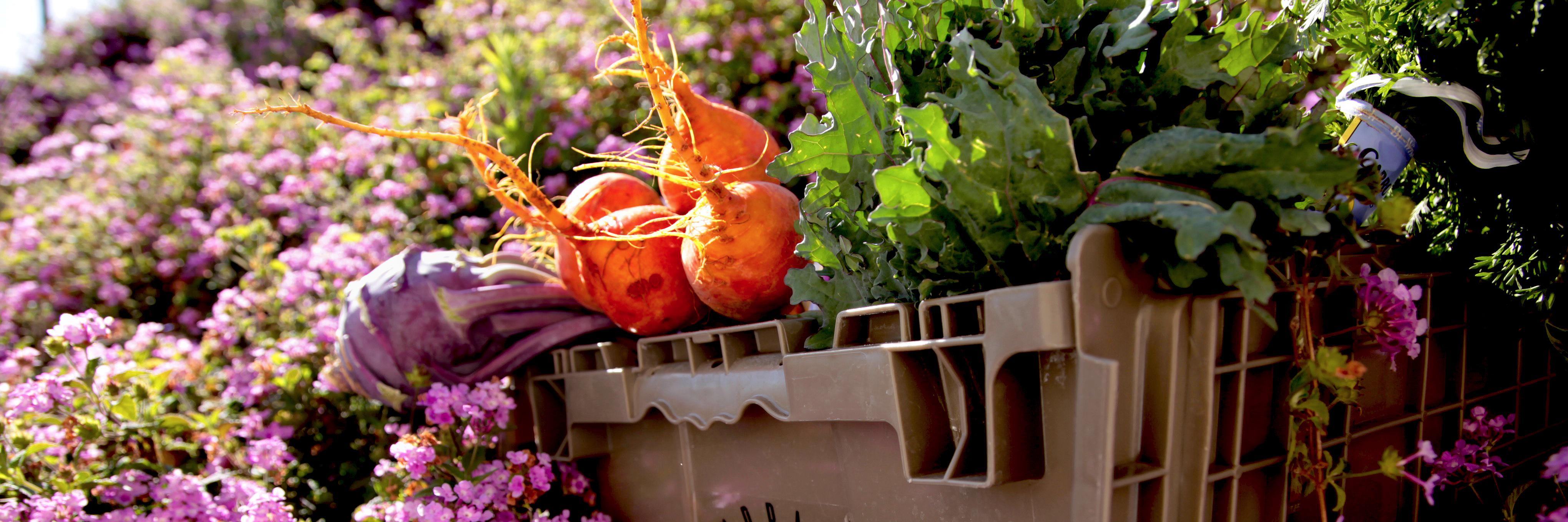 UrbanFreshSD's profile banner image