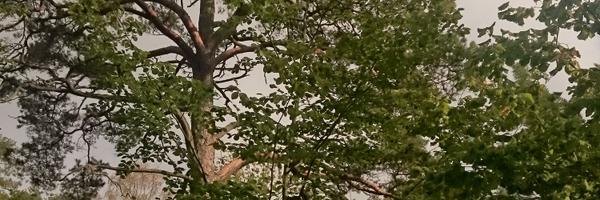 MaverickMusikk Profile Banner