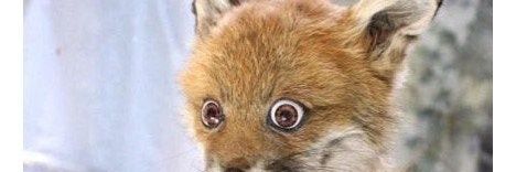 Donkula23's profile banner image