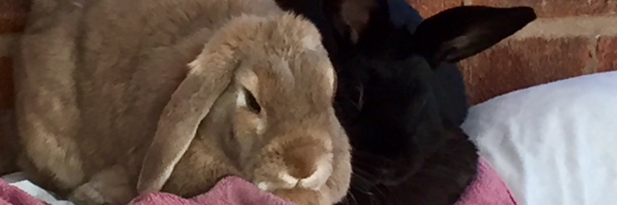 Morag Clarke 🦊💙🏆 banner