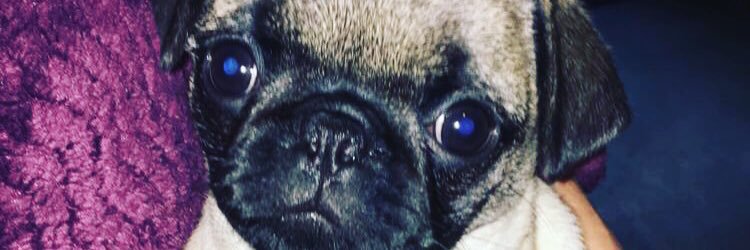 ChelseyThomson's profile banner image