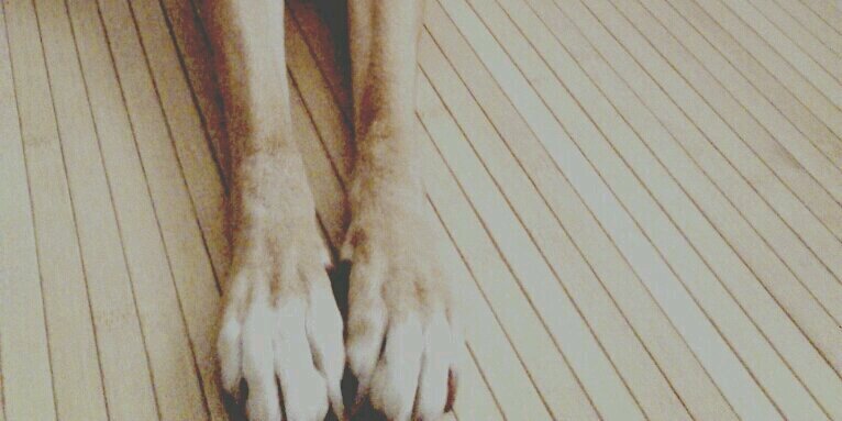Anaa! banner