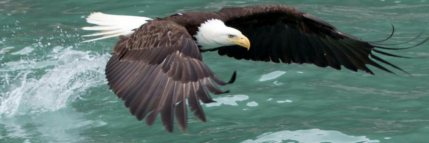 Cody Richard Fale banner