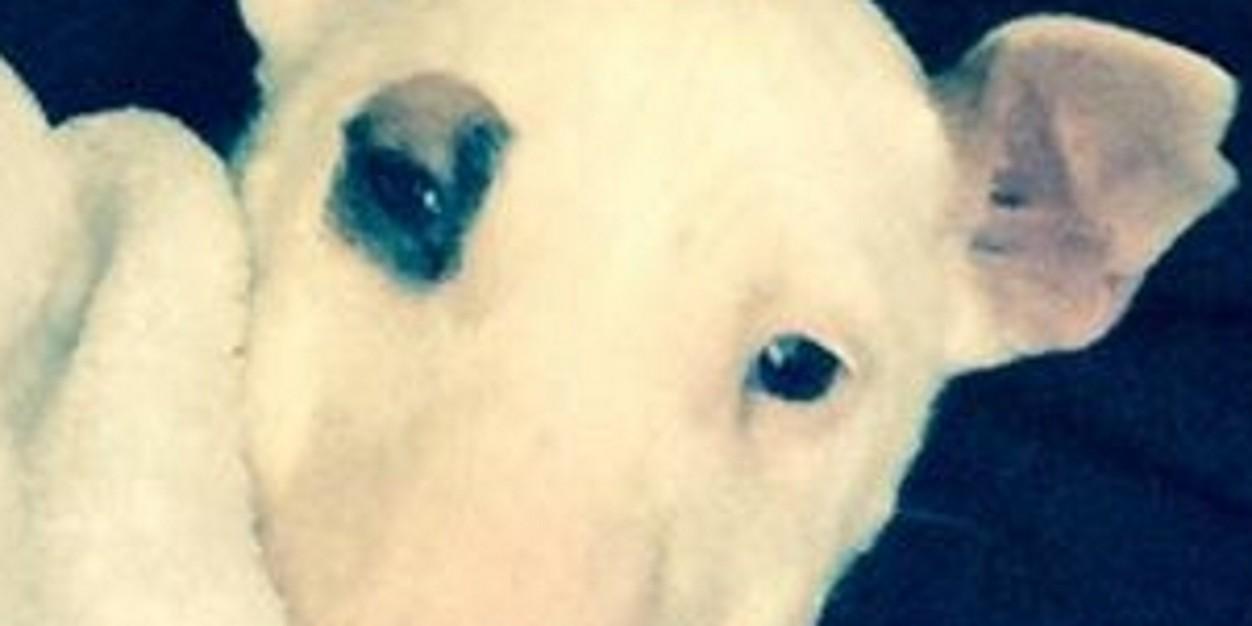 DestrebecqB's profile banner image
