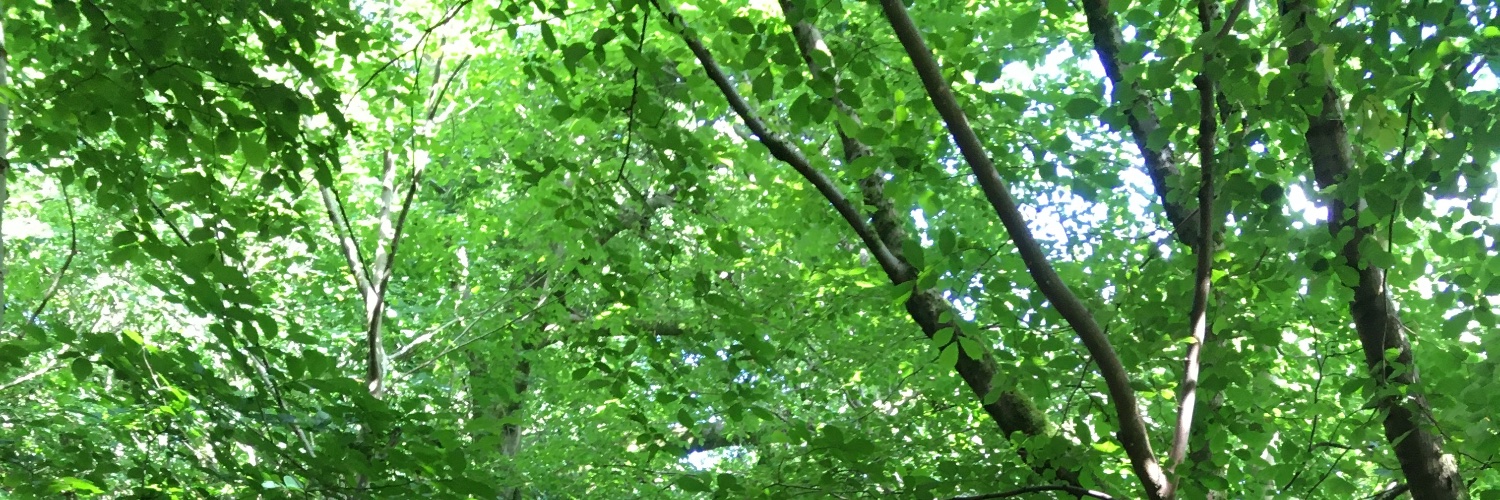 sophie battye banner