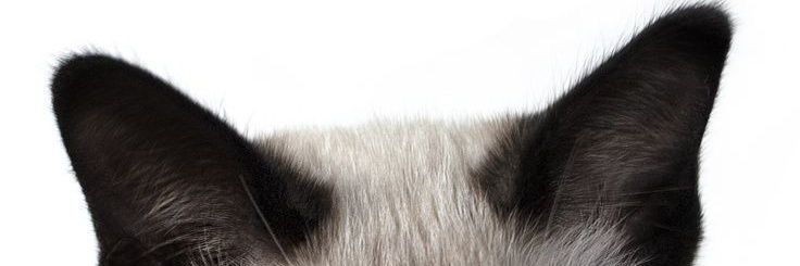 RoDelf13's profile banner image