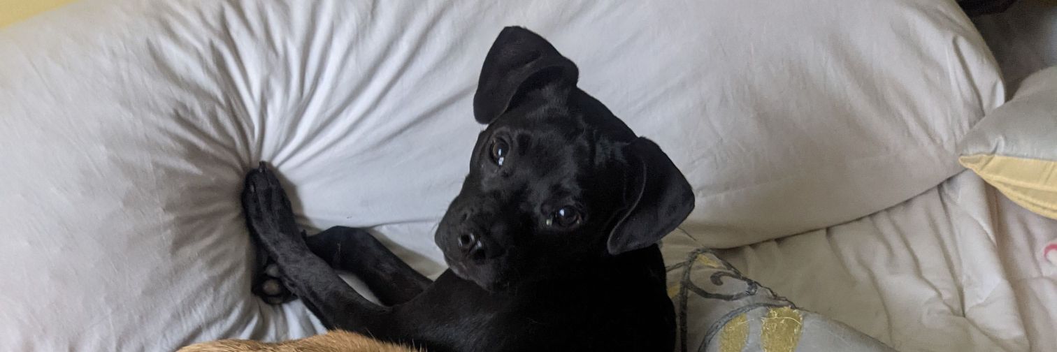 Ted, not Lasso, but just as sweet banner