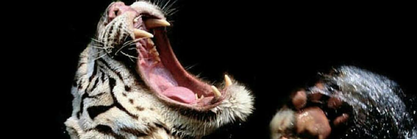 piero3121's profile banner image