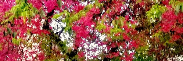 Le19M Profile Banner