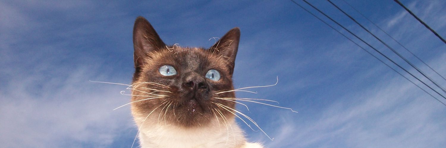 Bautoxto's profile banner image
