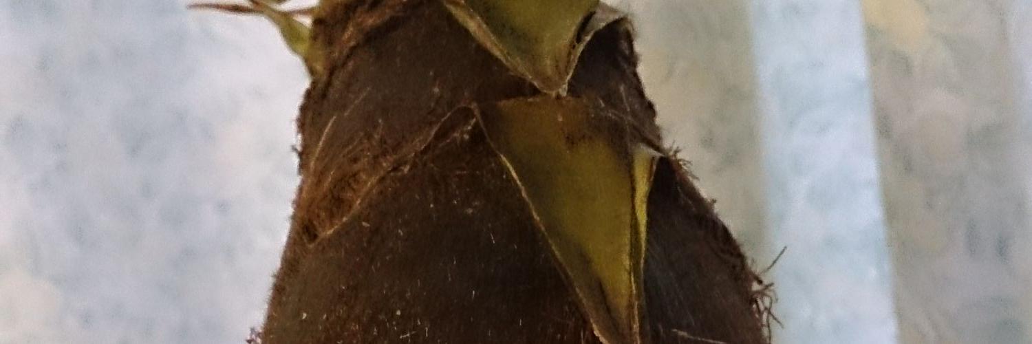 t_reci's profile banner image