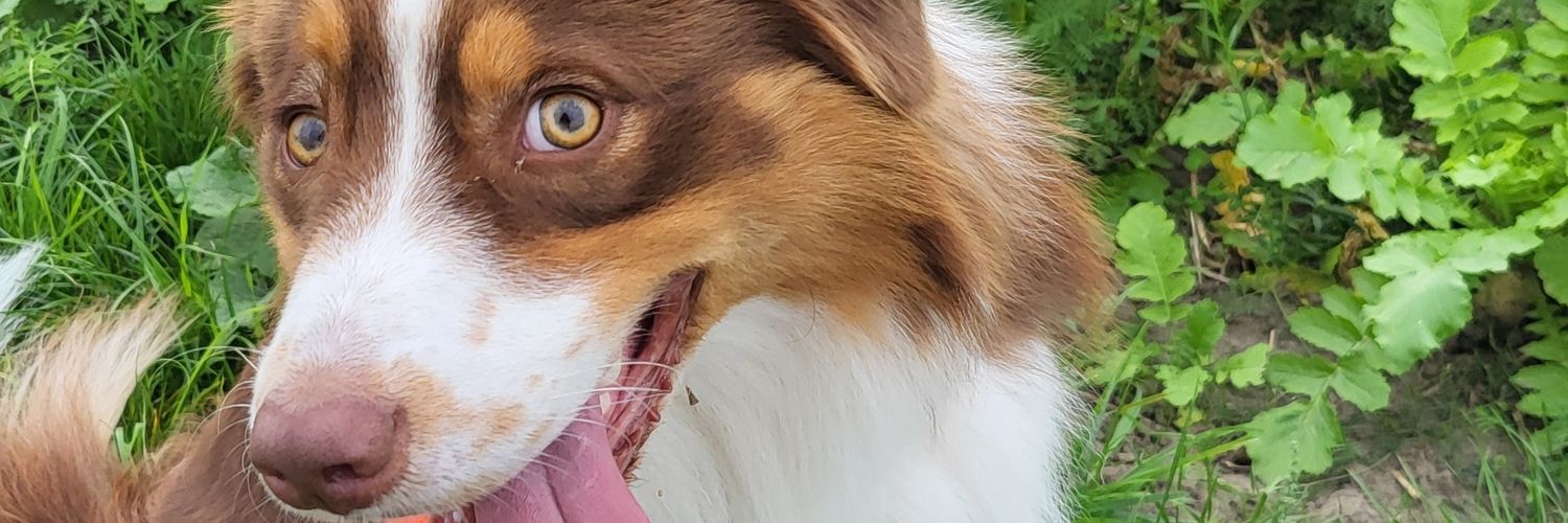 corcorup's profile banner image