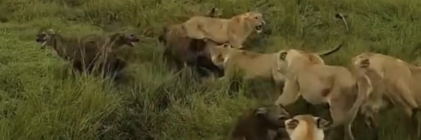 Ms Emme ♌️👸🏽👊🏿👊🏽👊🏻 banner