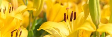 LilyandLight's profile banner image
