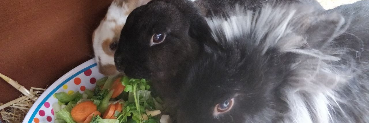 Dr Gefion Thuermer banner